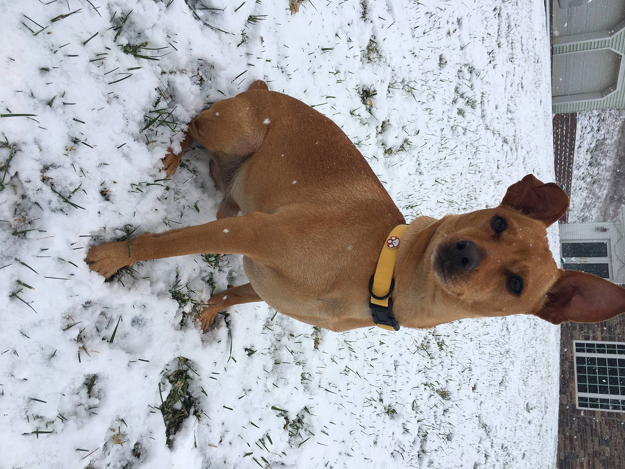 Lennon joined the competition — help win amazing prizes! canidae, carnivore, collar, companion_dog, dog, dog_breed, dog_collar, dog_supply, fawn, freezing, frost, liver, pet_supply, precipitation, snout, snow, sporting_group, winter, working_animal, working_dog