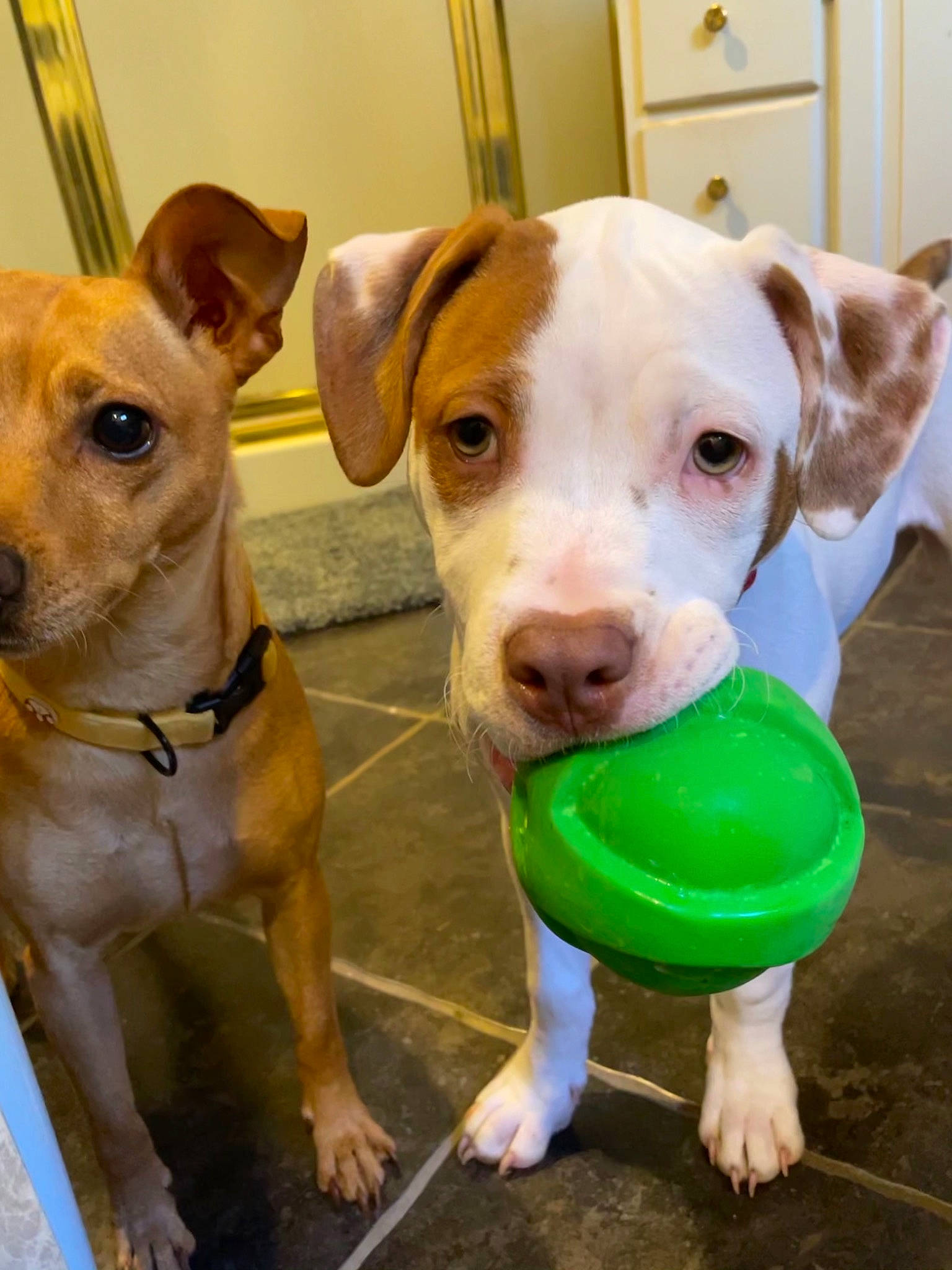 Ranger is registered to the contest to win money with this photo: canidae, carnivore, collar, companion_dog, dog, dog_breed, dog_collar, dog_supply, dog_toy, fawn, liver, pet_supply, plastic, snout, sporting_group, whiskers, working_animal, working_dog