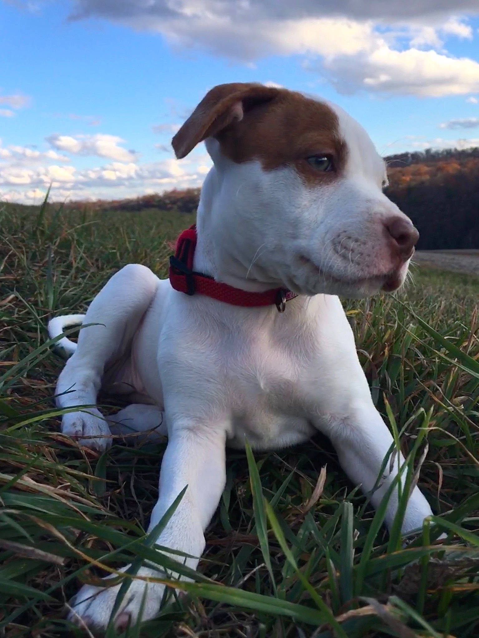 Ranger is registered to the contest to win money with this photo: canidae, carnivore, collar, companion_dog, cumulus, dog, dog_breed, dog_collar, dog_supply, hunting_dog, leash, mammal, meadow, pet_supply, prairie, snout, sporting_group, whiskers, working_animal, working_dog