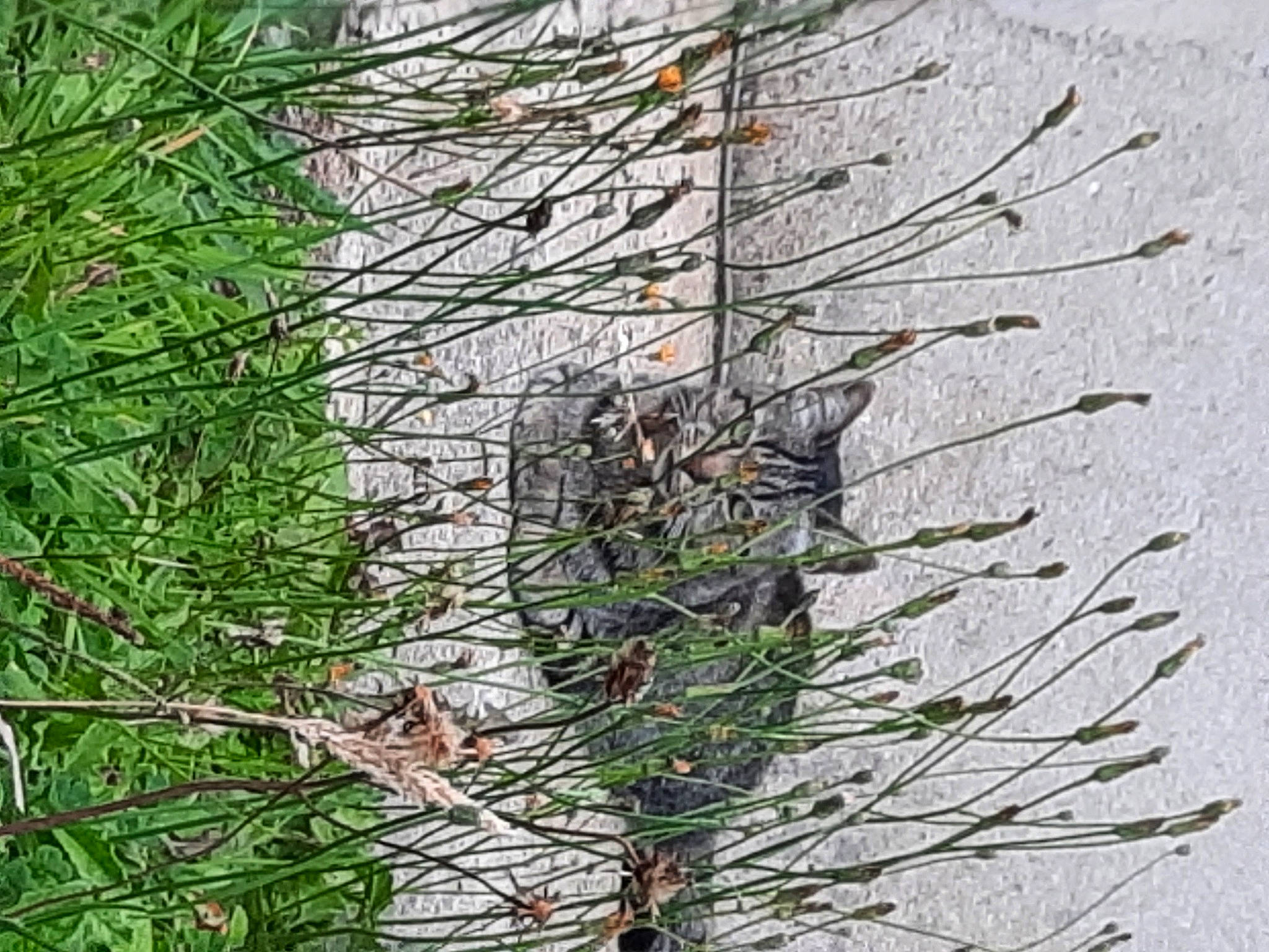 Loulou a rejoint le concours — aidez-le/la à gagner de superbes lots ! american_larch, balsam_fir, branch, casuarina, evergreen, flower, georgia_pine, grass, jack_pine, lodgepole_pine, oregon_pine, pine, pine_family, plant, red_pine, shortstraw_pine, tree, twig, vascular_plant, white_pine