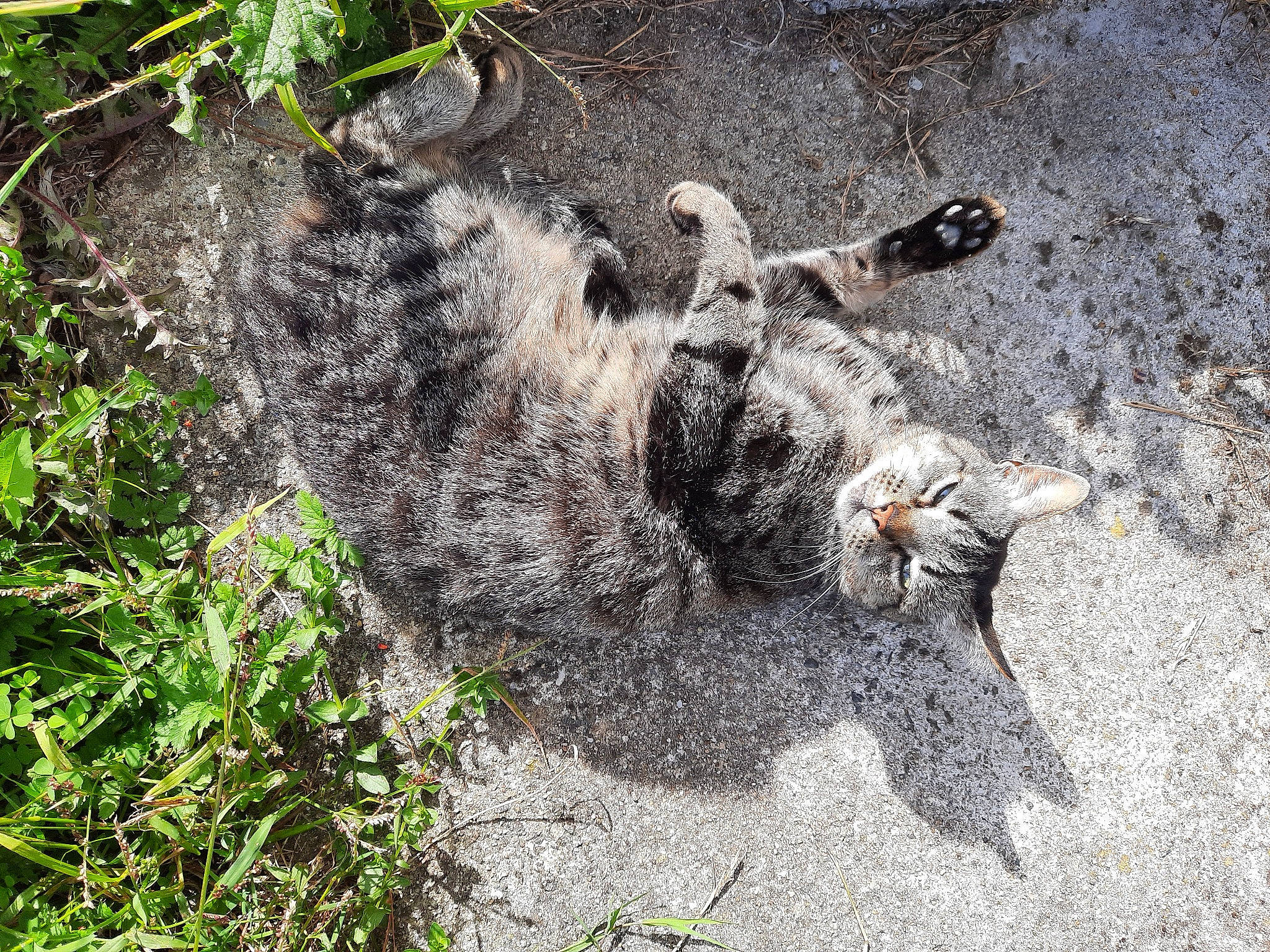 Loulou participe au concours pour gagner de l'argent avec cette photo : carnivore, cat, felidae, organism, plant, small_to_medium_sized_cats, snout, wild_cat