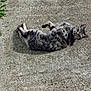 abyssinian, animal, cat, egyptiancat, electronics, grass, hardware, kitten, manx, ocelot, panther, person, pet, plant, rabbit, road, rock, sleeping, soil, urban