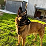 dog, belgian_malinois, grass, outdoor, sunlight, pet, animal, canine, yard, garden, fence, house, shelter, daylight, mammal, standing, alert, fur, nature, portrait