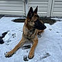 dog, german_shepherd, snow, paw_prints, outdoor, pet, animal, canine, fence, gate, collar, fur, winter, laying_down, alert, quiet, daytime, ground, nature, domestic_animal