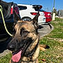 dog, german_shepherd, grass, tongue_out, sunny, daytime, parked_cars, leash, outdoor, pet, animal, ears_up, happy, canine, muzzle, sidewalk, nature, sky, vehicle, resting