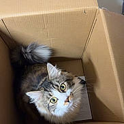 Shere Khan a rejoint le concours — aidez-le/la à gagner de superbes lots ! cat, cardboard_box, fluffy, tabby, curious_eyes, indoors, pet, animal, box, feline, looking_up, whiskers, tail, fur, storage, bicycle_tire, clutter, home, container, playful