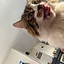 cat, tongue, licking, fluffy, indoor, furniture, clock, wall, playful, closeup, pet, animal, whiskers, ears, eyes, household, cabinet, wood, room, cute