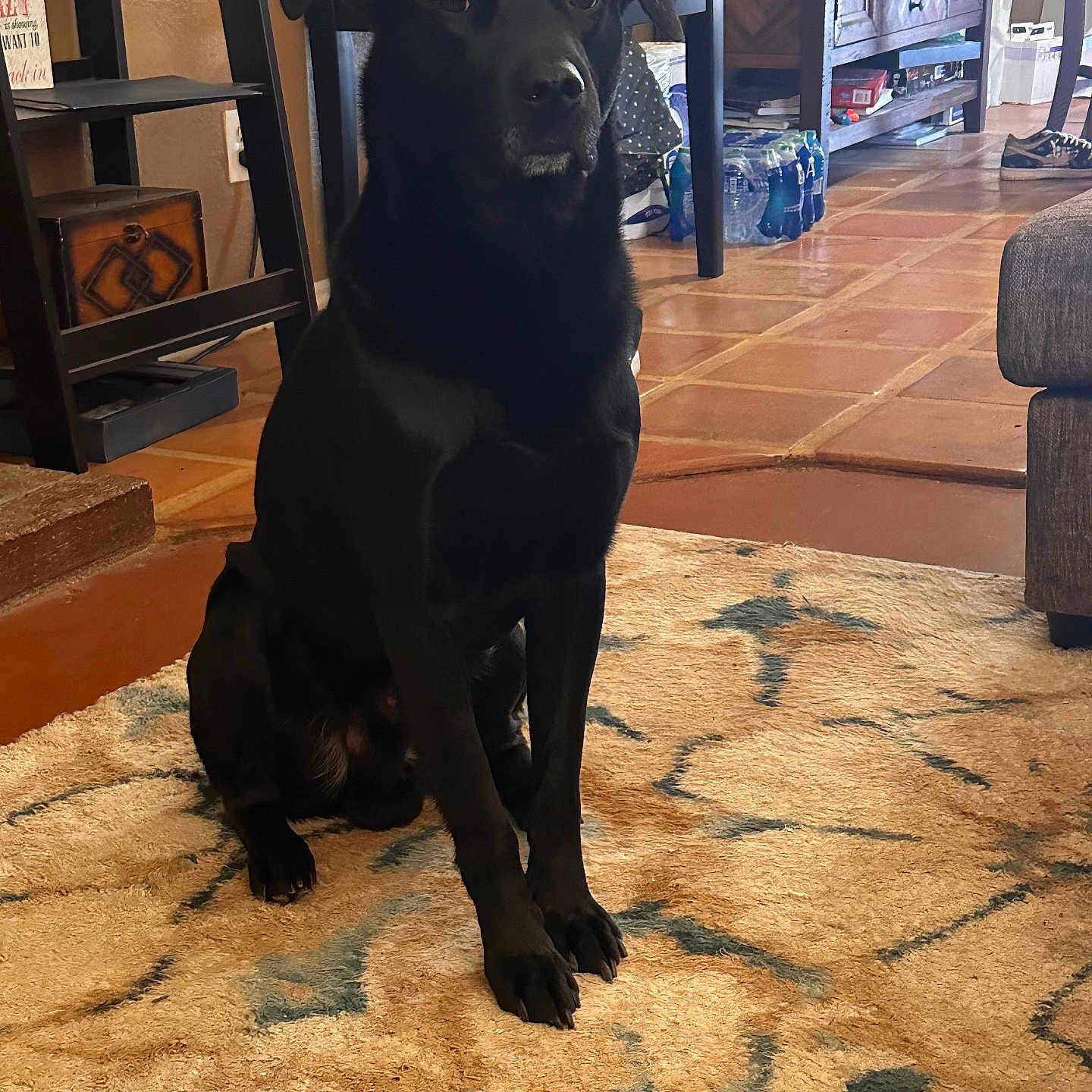 Butterball joined the competition — help win amazing prizes! accessories, animal, architecture, art, bag, box, canine, clothing, dog, footwear, furniture, handbag, hardwood, homedecor, labradorretriever, painting, pet, puppy, shoe, wood