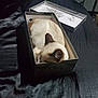 cat, siamese, cardboard_box, sleeping_cat, curled_up, bed, black_bedspread, pet, indoor, fur, ears, whiskers, napping, cozy, closeup, box_interior, relaxed, feline, home, portrait
