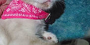 Chloe is registered to the contest to win money with this photo: kitten, cat, pet, pink_bandana, bandana, collar, paw, paw_pad, whiskers, ears, eyes, fur, close_up, portrait, indoor, blue_rug, hand, resting, cute, domestic_animal