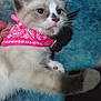 kitten, cat, pet, pink_bandana, bandana, collar, paw, paw_pad, whiskers, ears, eyes, fur, close_up, portrait, indoor, blue_rug, hand, resting, cute, domestic_animal