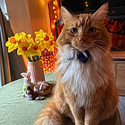 Mr Ollie Purrs is registered to the contest to win money with this photo: cat, orange_cat, fluffy_cat, bow_tie, table, tablecloth, vase, daffodils, yellow_flowers, plush_toys, indoor, fairy_lights, decor, furniture, pet, portrait, whiskers, sitting, cozy, warm_lighting