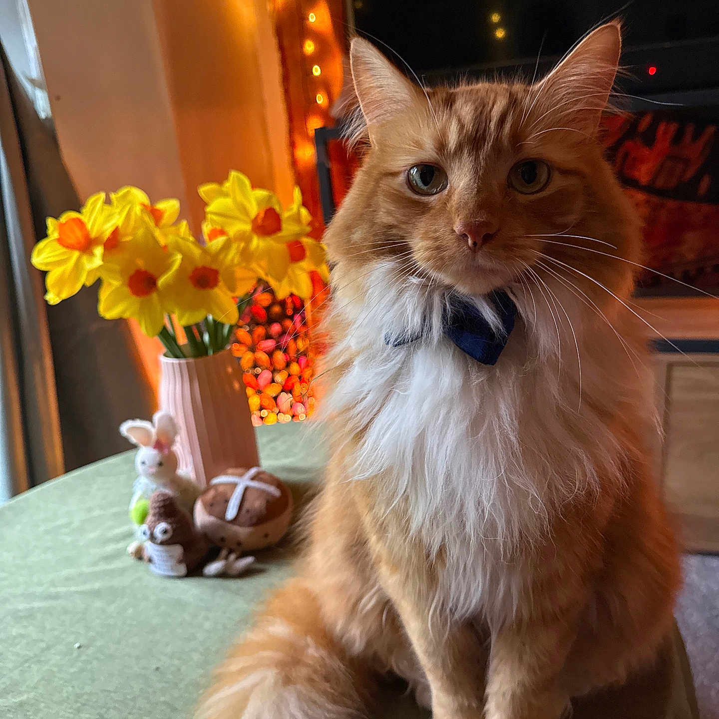 Mr Ollie Purrs is registered to the contest to win money with this photo: cat, orange_cat, fluffy_cat, bow_tie, table, tablecloth, vase, daffodils, yellow_flowers, plush_toys, indoor, fairy_lights, decor, furniture, pet, portrait, whiskers, sitting, cozy, warm_lighting