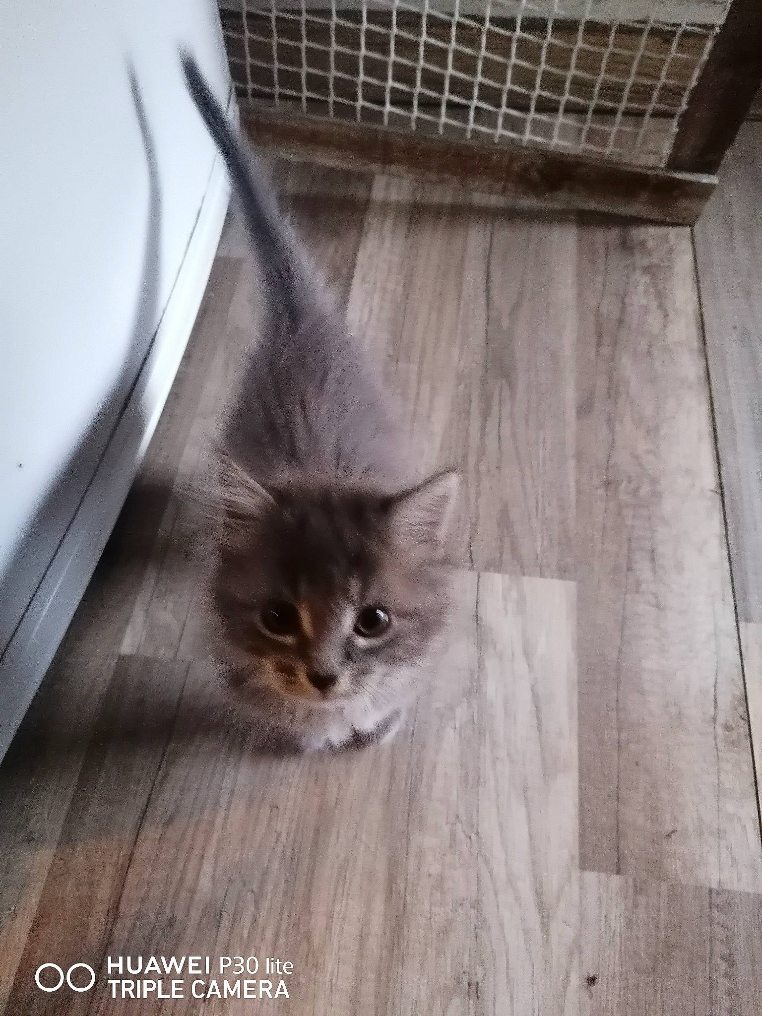 Smoki participe au concours pour gagner de l'argent avec cette photo : carnivore, cat, domestic_short_haired_cat, fawn, felidae, floor, flooring, fur, grey, hardwood, laminate_flooring, mammal, small_to_medium_sized_cats, snout, tail, vertebrate, whiskers, window, wood, wood_stain