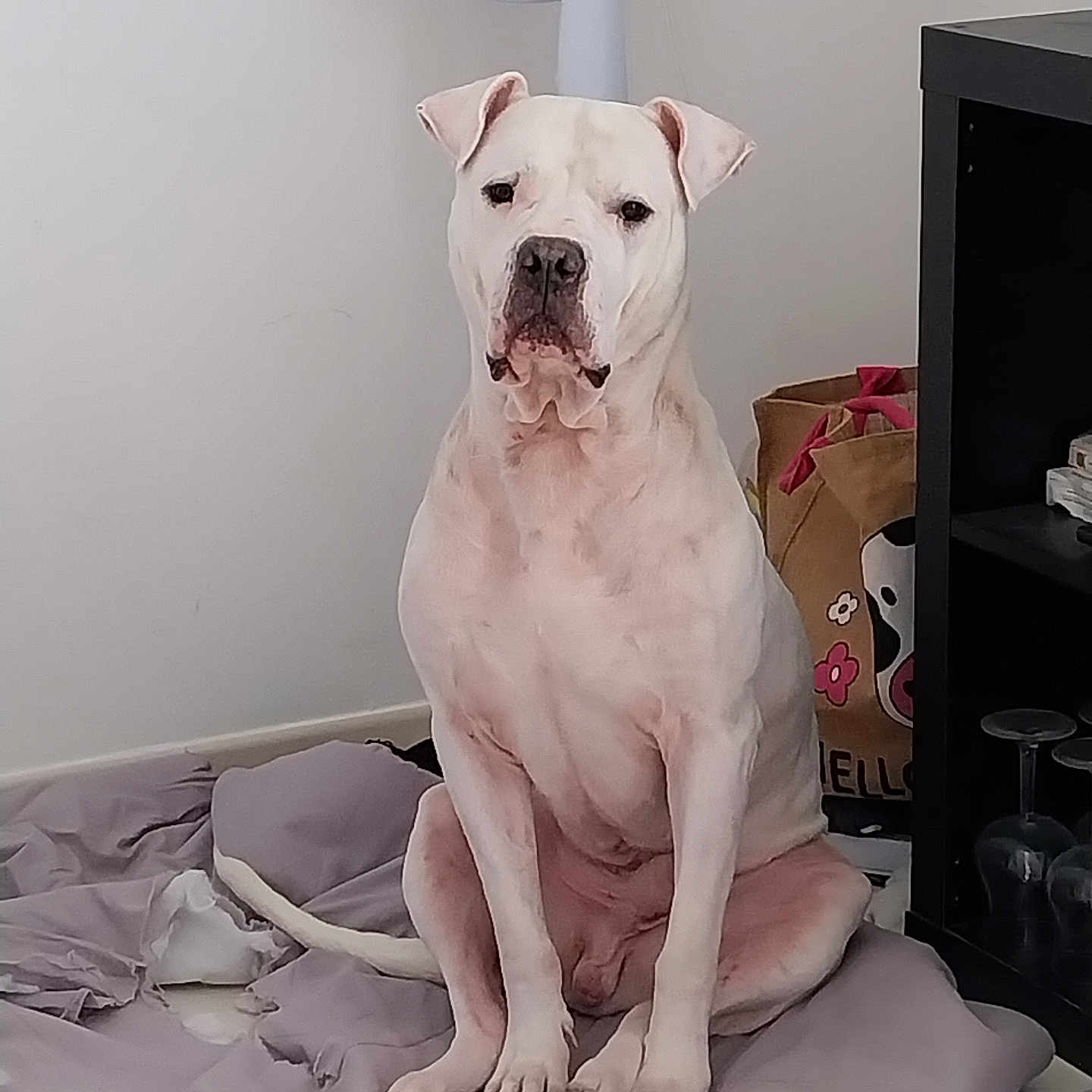Fantôme participe au concours pour gagner de l'argent avec cette photo : animal, blanket, boxer, bulldog, canine, cushion, doctor, dog, dogbed, greatdane, indoors, interiordesign, person, pet, pitbull, puppy, snout, terrier, veterinarian, whitedog