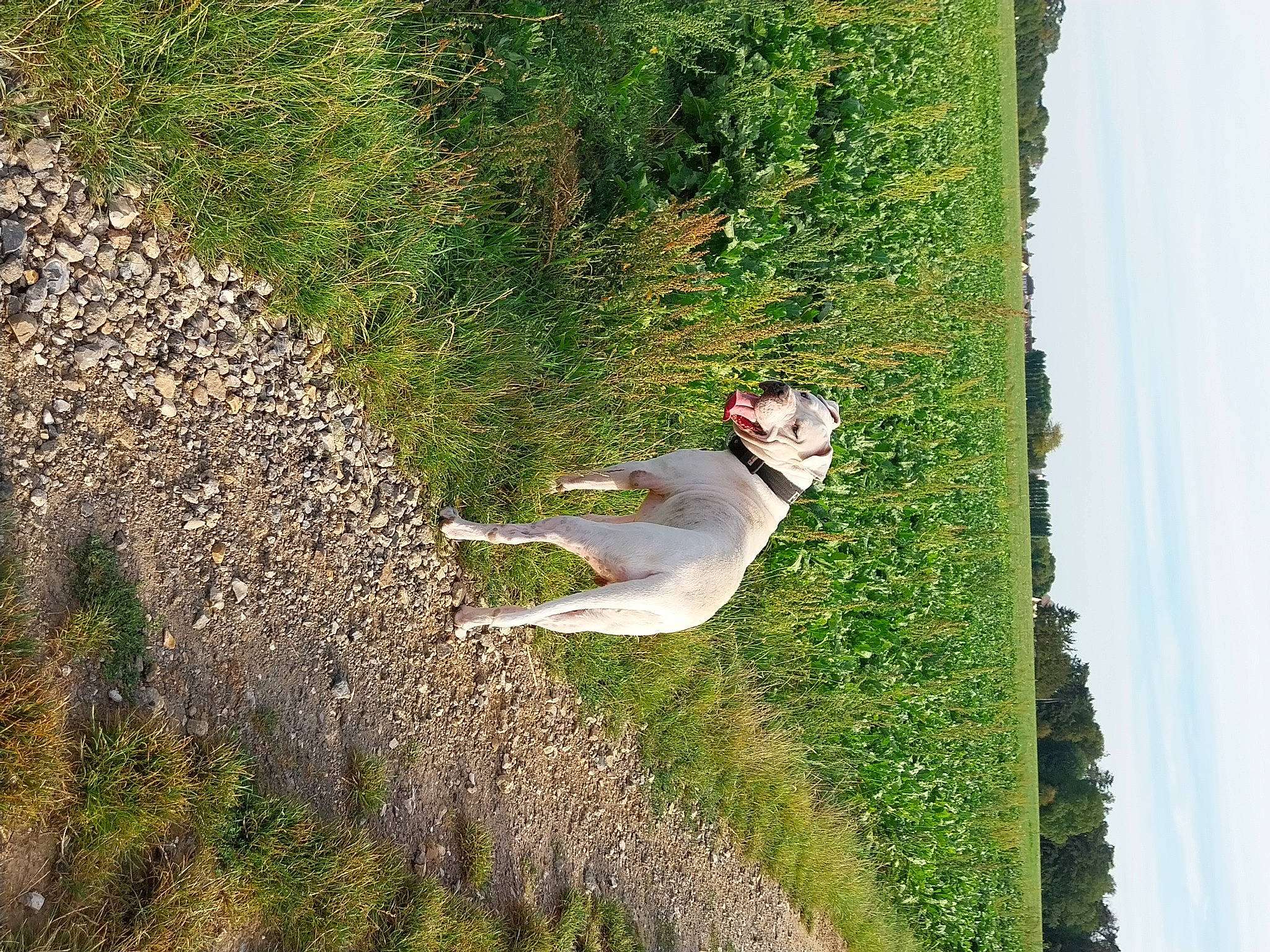 Fantôme a rejoint le concours — aidez-le/la à gagner de superbes lots ! canidae, carnivore, companion_dog, dog, dog_breed, fawn, grass, grass_family, grassland, landscape, people_in_nature, plant, seabird, shrub, sky, slope, sporting_group, tail, tree, wood