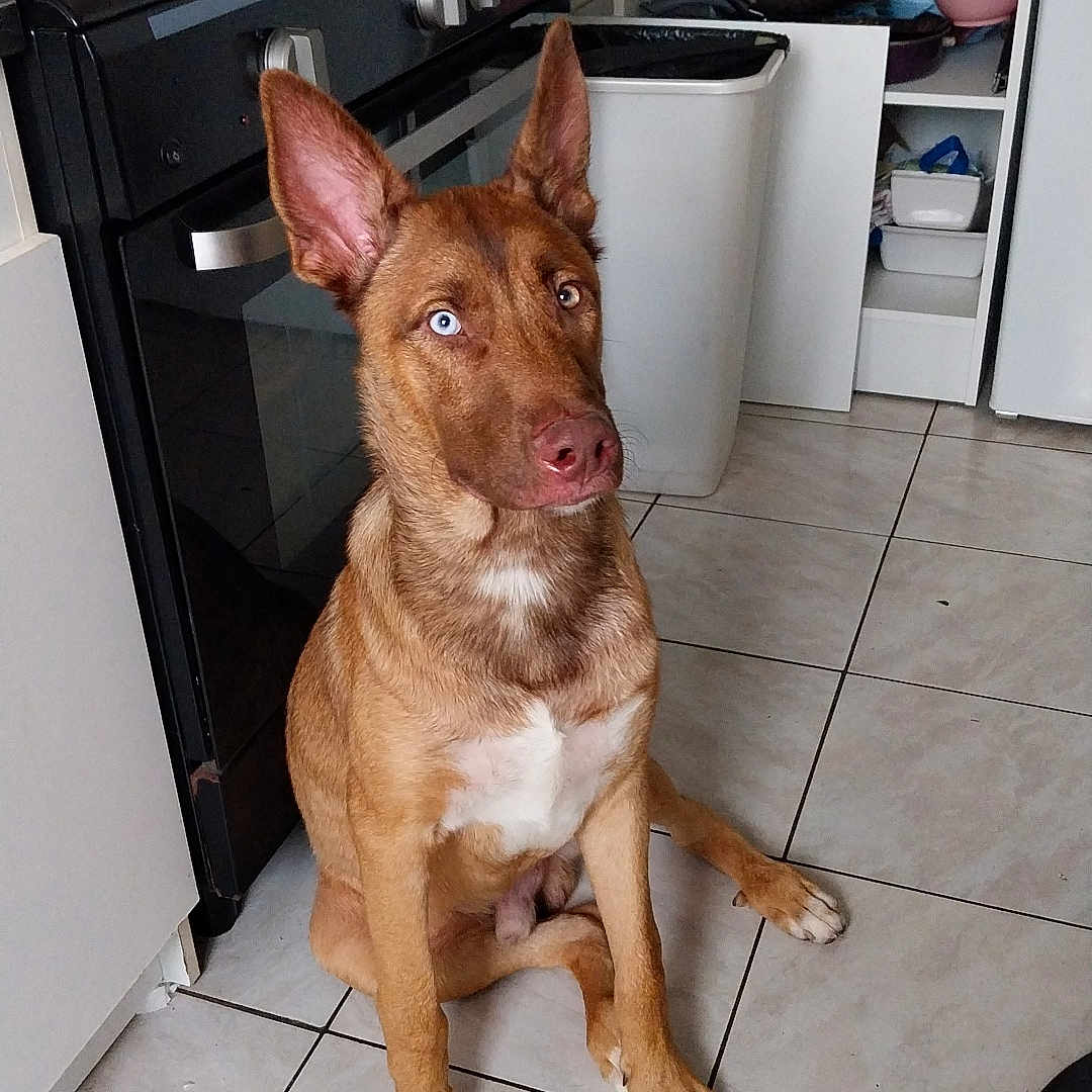 Simba