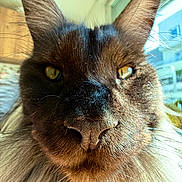 Yuk a rejoint le concours — aidez-le/la à gagner de superbes lots ! cat, close_up, face, ears, whiskers, nose, fur, golden_eyes, indoor, window, sunlight, pet, animal, portrait, domestic_cat, feline, curious, fluffy, detailed, soft_light