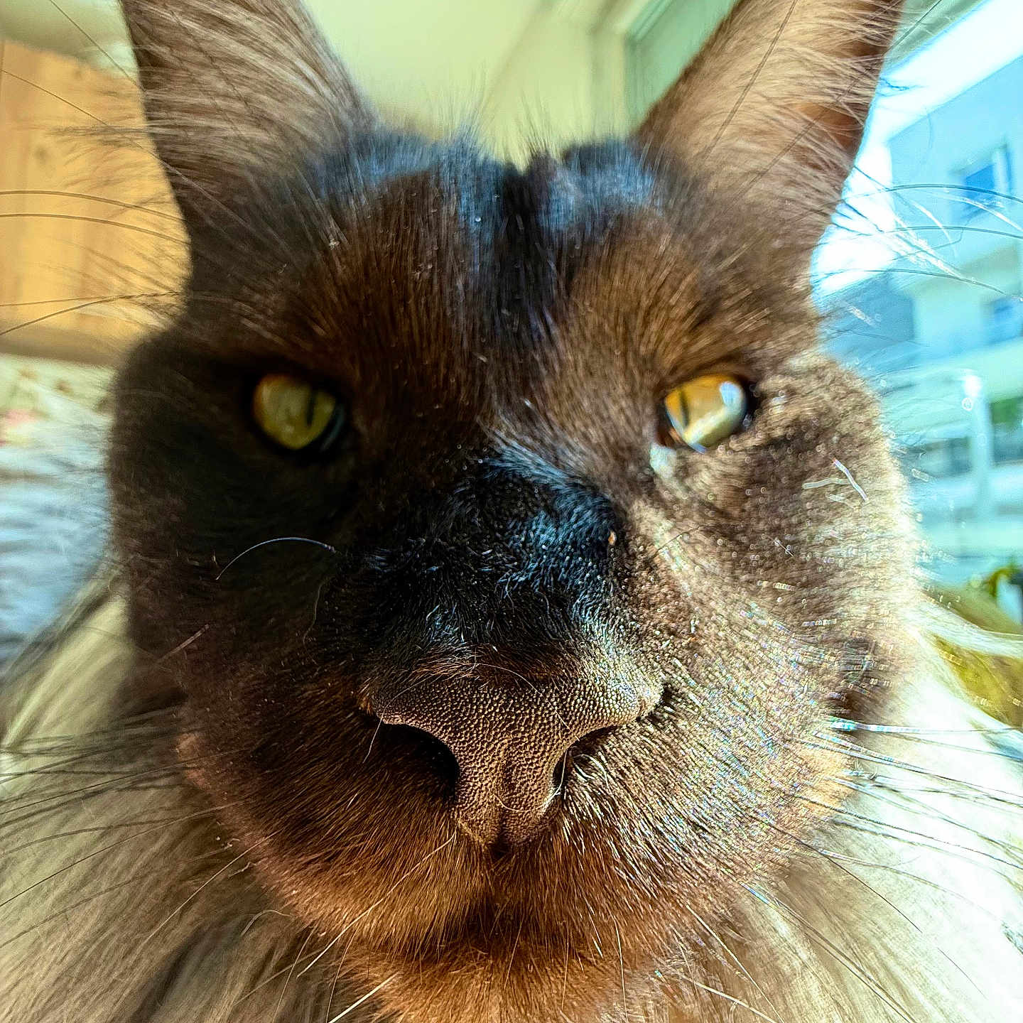 Yuk a rejoint le concours — aidez-le/la à gagner de superbes lots ! animal, cat, close_up, curious, detailed, domestic_cat, ears, face, feline, fluffy, fur, golden_eyes, indoor, nose, pet, portrait, soft_light, sunlight, whiskers, window