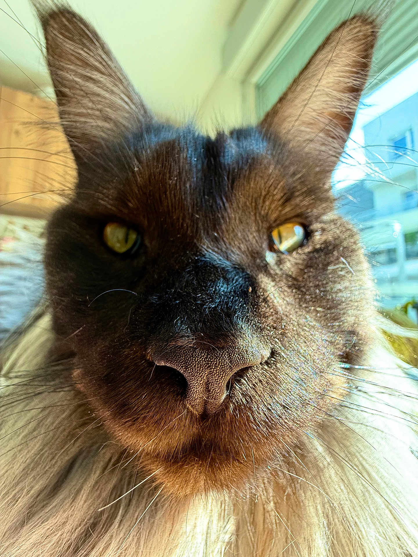 Yuk a rejoint le concours — aidez-le/la à gagner de superbes lots ! cat, close_up, face, ears, whiskers, nose, fur, golden_eyes, indoor, window, sunlight, pet, animal, portrait, domestic_cat, feline, curious, fluffy, detailed, soft_light