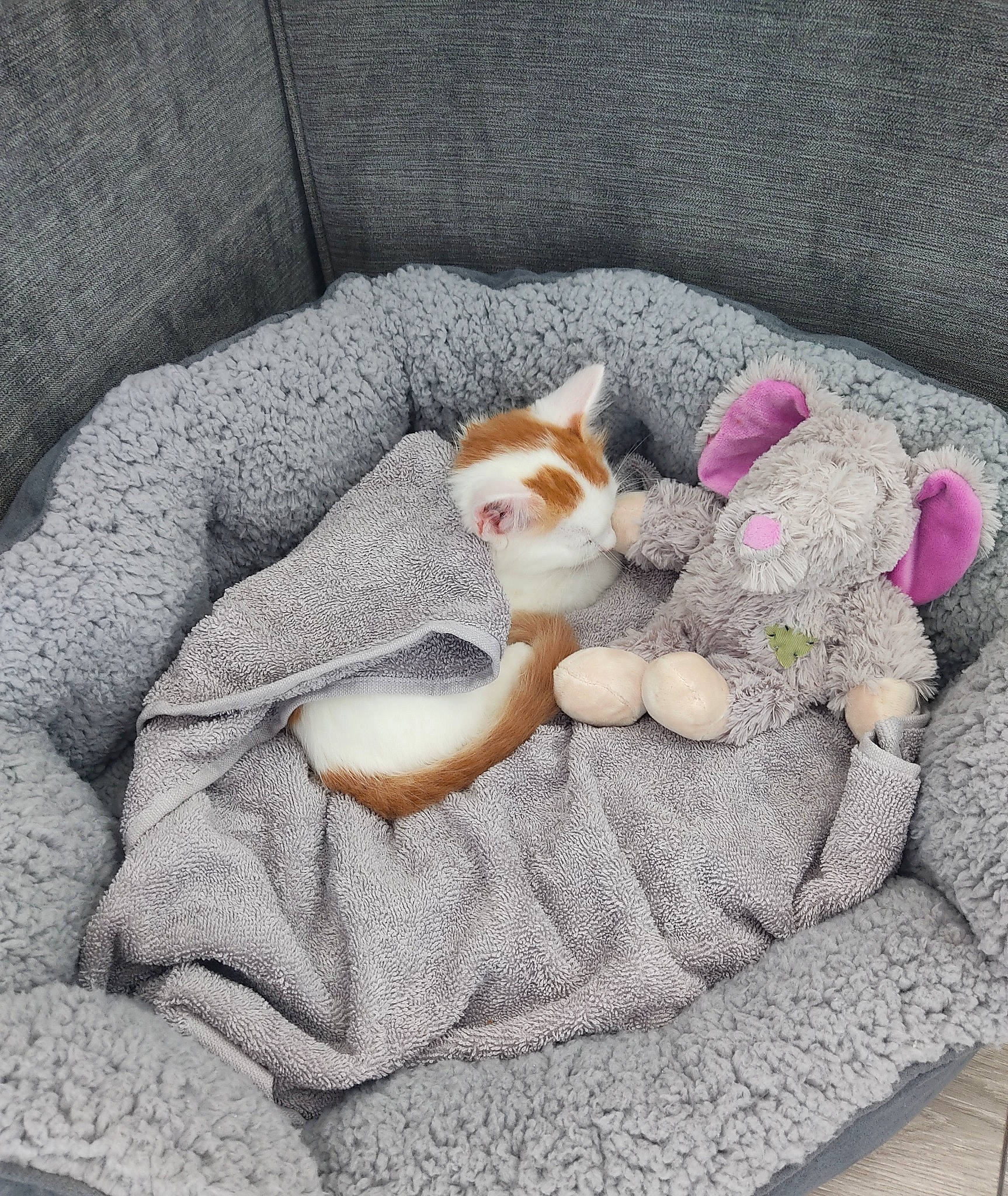 Bertie is registered to the contest to win money with this photo: art, carnivore, cat, comfort, companion_dog, couch, domestic_short_haired_cat, fawn, felidae, flower, fur, grey, linens, small_to_medium_sized_cats, stuffed_toy, tail, teddy_bear, textile, toy, whiskers