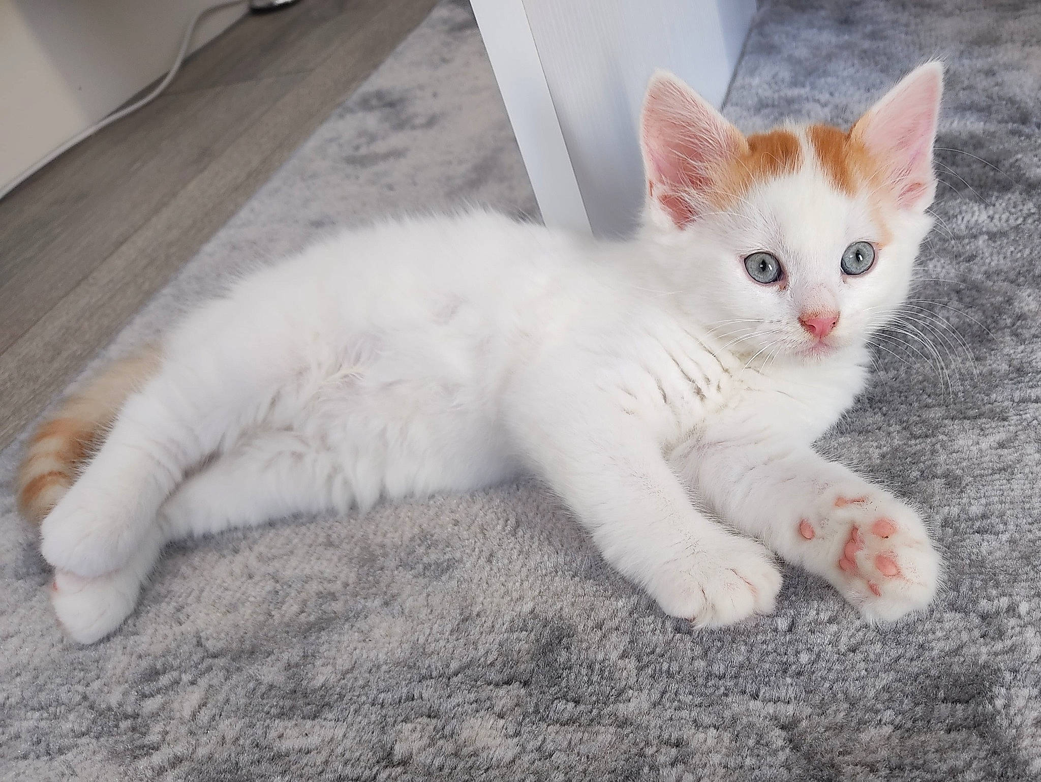 Bertie joined the competition — help win amazing prizes! carnivore, cat, claw, comfort, domestic_short_haired_cat, eye, fawn, felidae, foot, fur, paw, sitting, small_to_medium_sized_cats, snout, tail, terrestrial_animal, whiskers