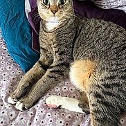 Mochi joined the competition — help win amazing prizes! animal, bed, cat, closeup, cute, domestic_animal, ears, eyes, feline, floral_pattern, four_legs, fur, indoor, paw, pet, pillow, relaxed, sleeping_area, tabby_cat, whiskers