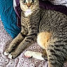 animal, bed, cat, closeup, cute, domestic_animal, ears, eyes, feline, floral_pattern, four_legs, fur, indoor, paw, pet, pillow, relaxed, sleeping_area, tabby_cat, whiskers