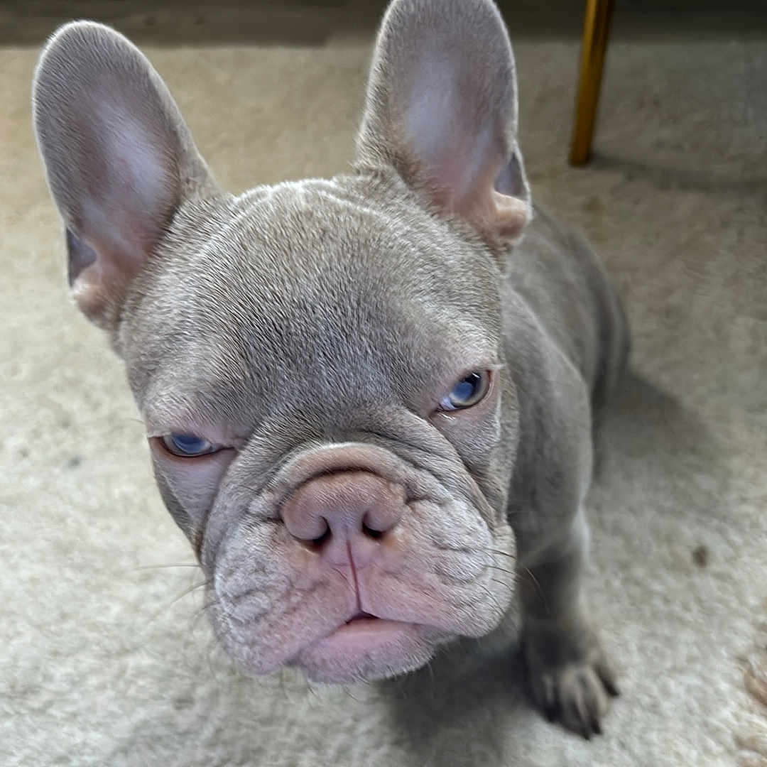 Smokey is registered to the contest to win money with this photo: animal, boxer, bulldog, canine, dog, frenchbulldog, pet, pitbull, puppy, snout, whitedog
