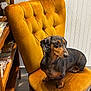 dog, dachshund, chair, vintage_chair, mustard_yellow, indoor, pet, wooden_shelf, spices, flooring, wall_paneling, furniture, sitting, brown, black, small_dog, domestic_animal, relaxed, portrait, animal