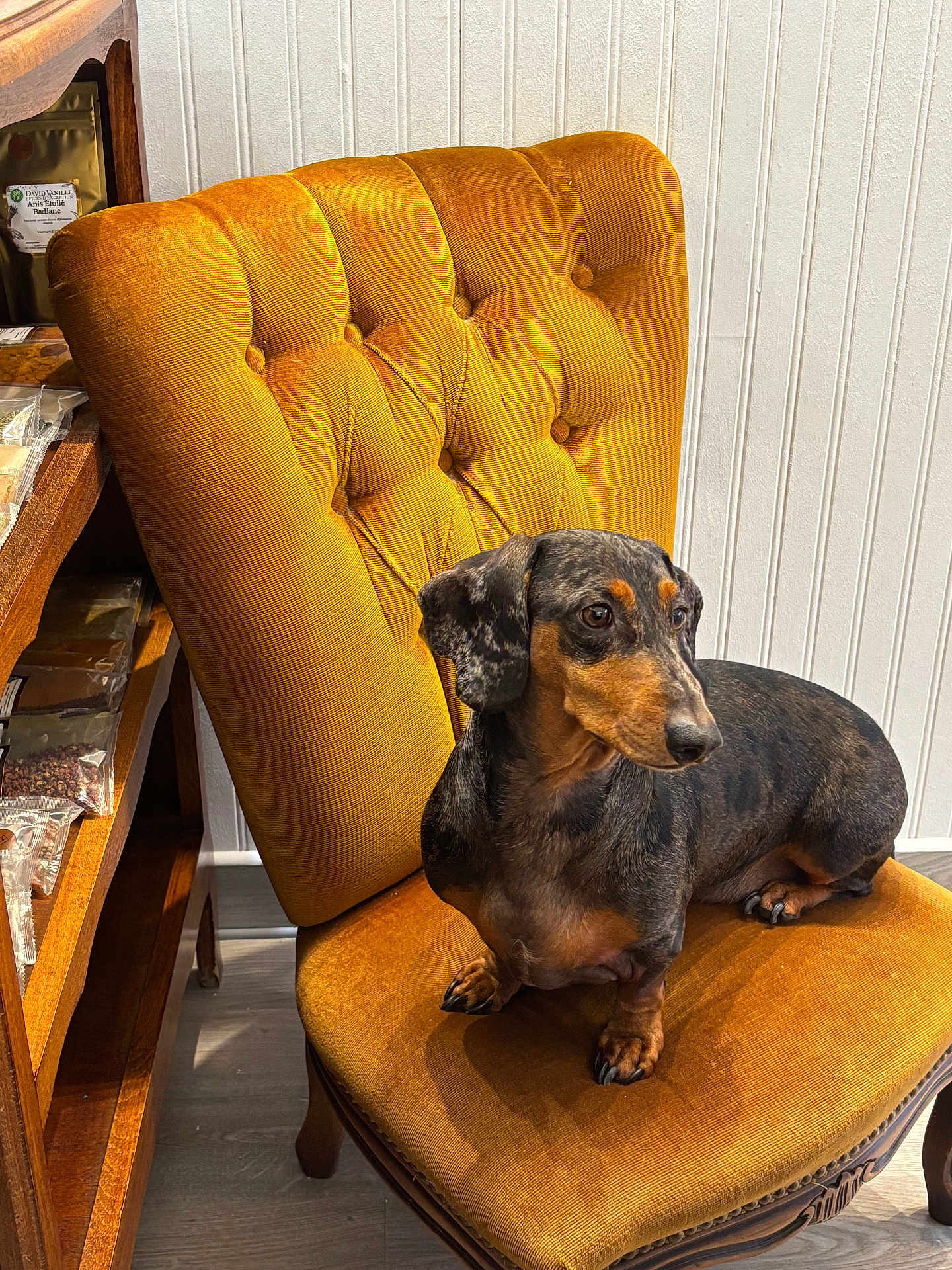 Pixel participe au concours pour gagner de l'argent avec cette photo : dog, dachshund, chair, vintage_chair, mustard_yellow, indoor, pet, wooden_shelf, spices, flooring, wall_paneling, furniture, sitting, brown, black, small_dog, domestic_animal, relaxed, portrait, animal