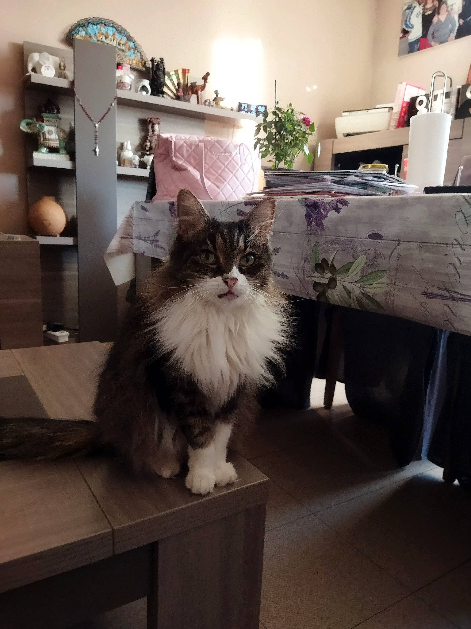 Chipie a rejoint le concours — aidez-le/la à gagner de superbes lots ! box, british_longhair, cabinetry, carnivore, cat, felidae, flooring, fur, hardwood, houseplant, interior_design, picture_frame, plant, room, shelf, small_to_medium_sized_cats, table, tail, whiskers, wood
