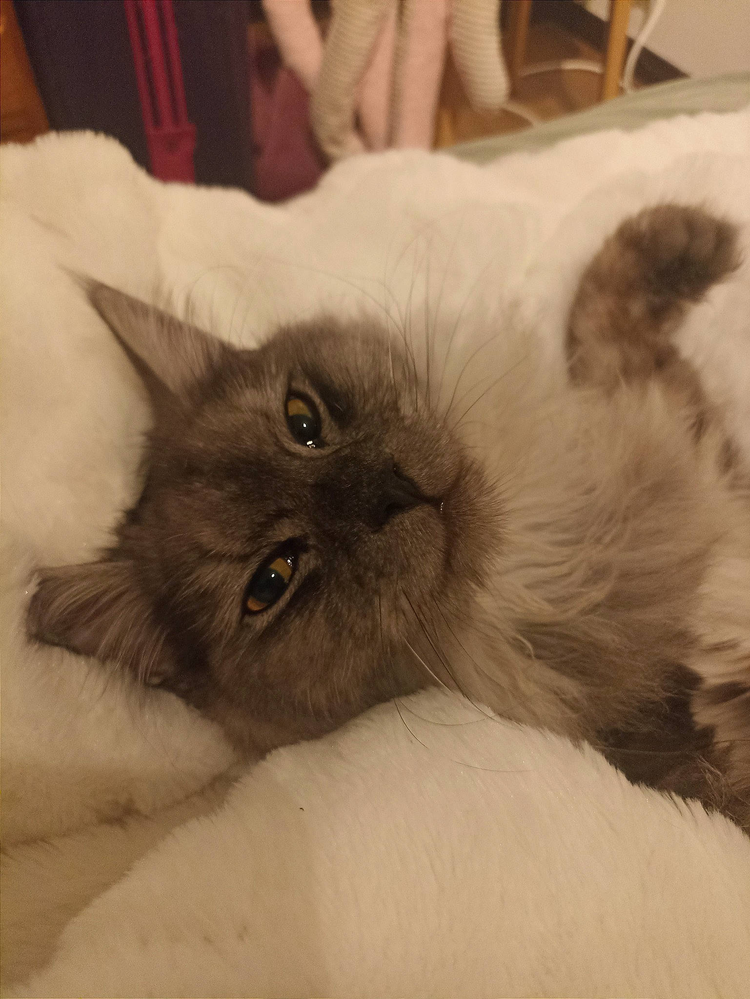 Calypso a rejoint le concours — aidez-le/la à gagner de superbes lots ! balinese, birman, carnivore, cat, cat_bed, claw, comfort, fawn, felidae, fur, head, paw, ragdoll, siamese, small_to_medium_sized_cats, snout, terrestrial_animal, thai, tonkinese, whiskers