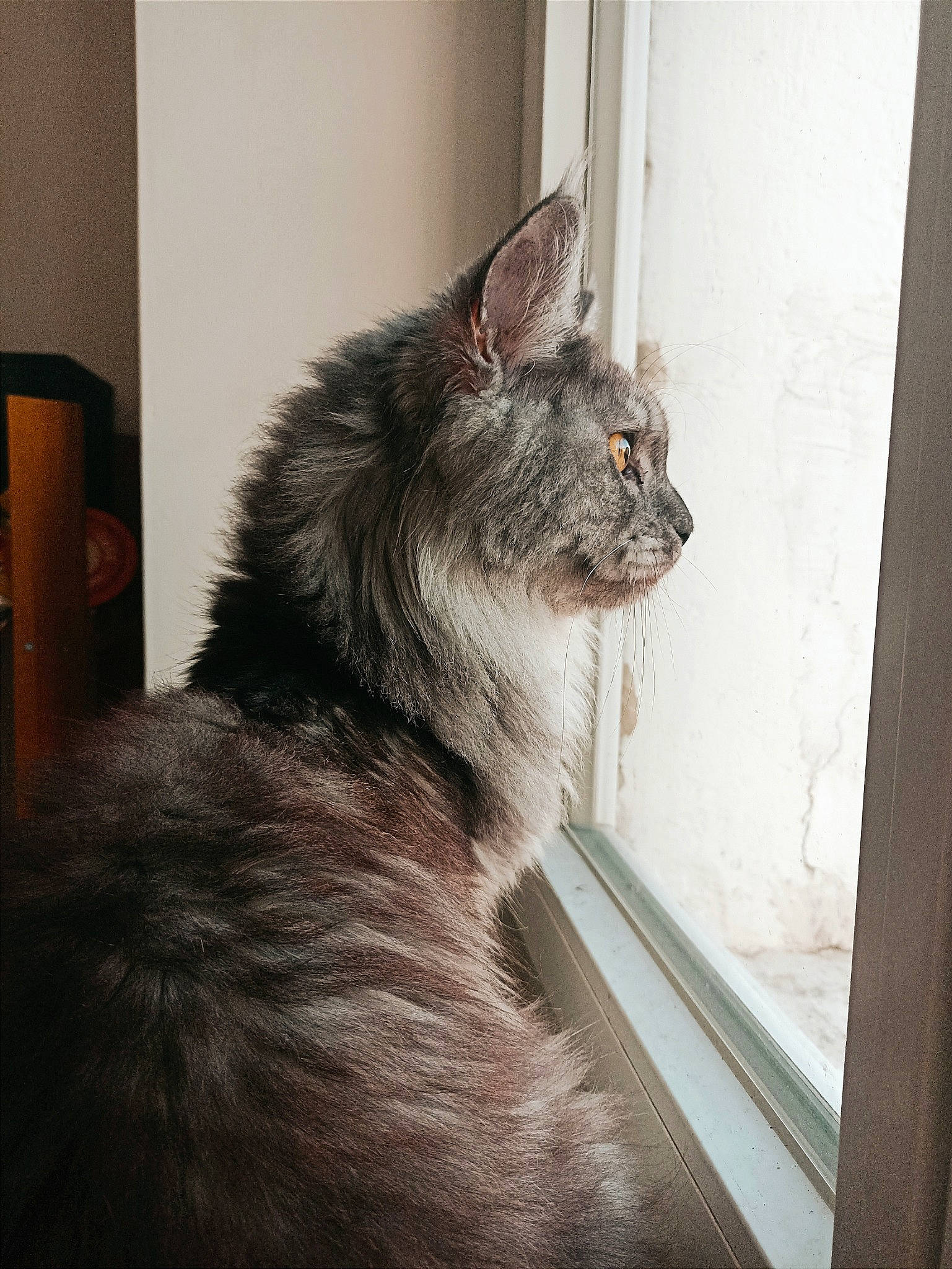 Calypso participe au concours pour gagner de l'argent avec cette photo : carnivore, cat, claw, domestic_short_haired_cat, ear, felidae, fur, glass, paw, small_to_medium_sized_cats, snout, tail, whiskers, window