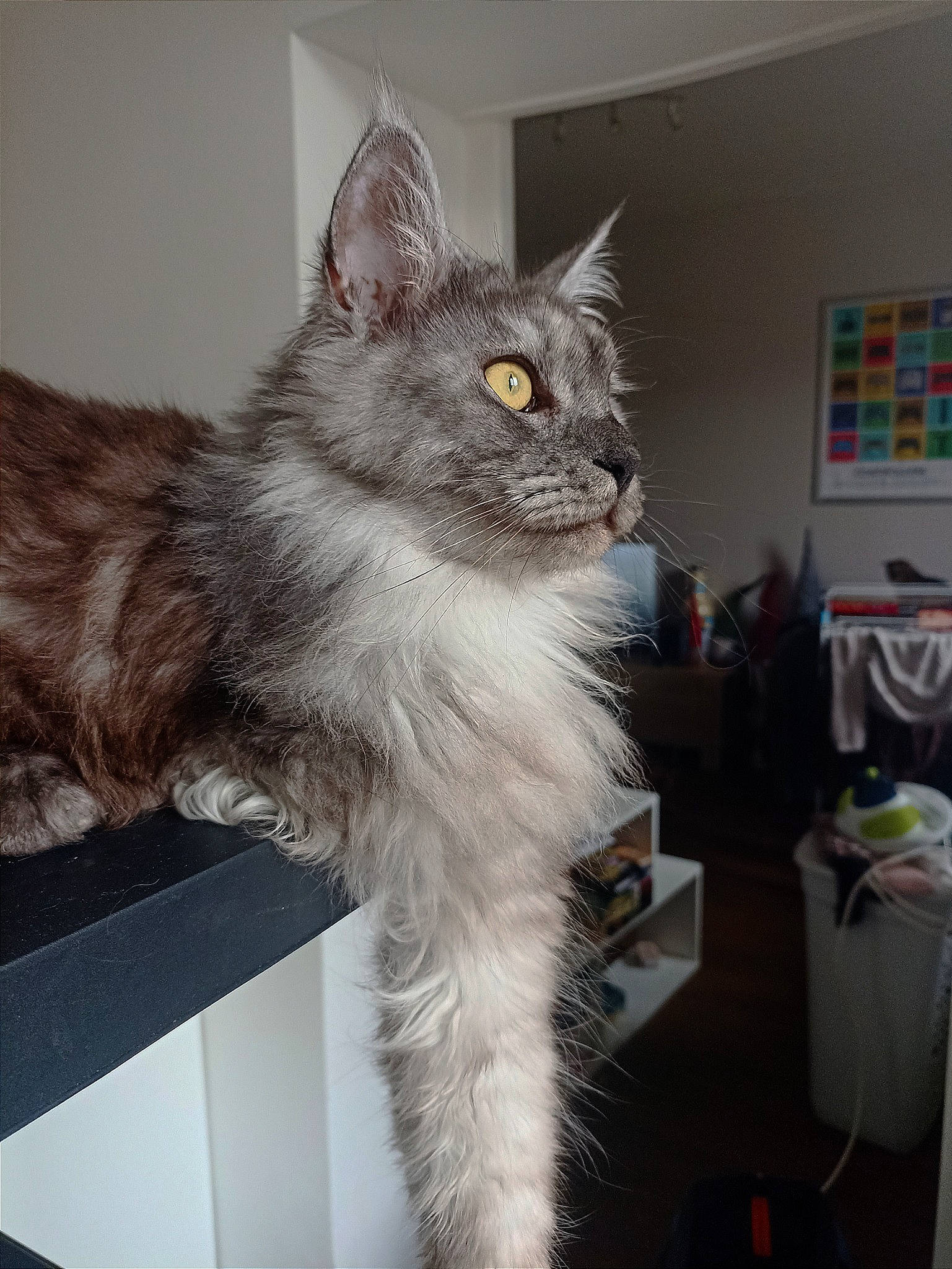 Calypso a rejoint le concours — aidez-le/la à gagner de superbes lots ! black_cat, british_longhair, carnivore, cat, claw, domestic_short_haired_cat, event, felidae, fur, grey, paw, small_to_medium_sized_cats, tail, whiskers