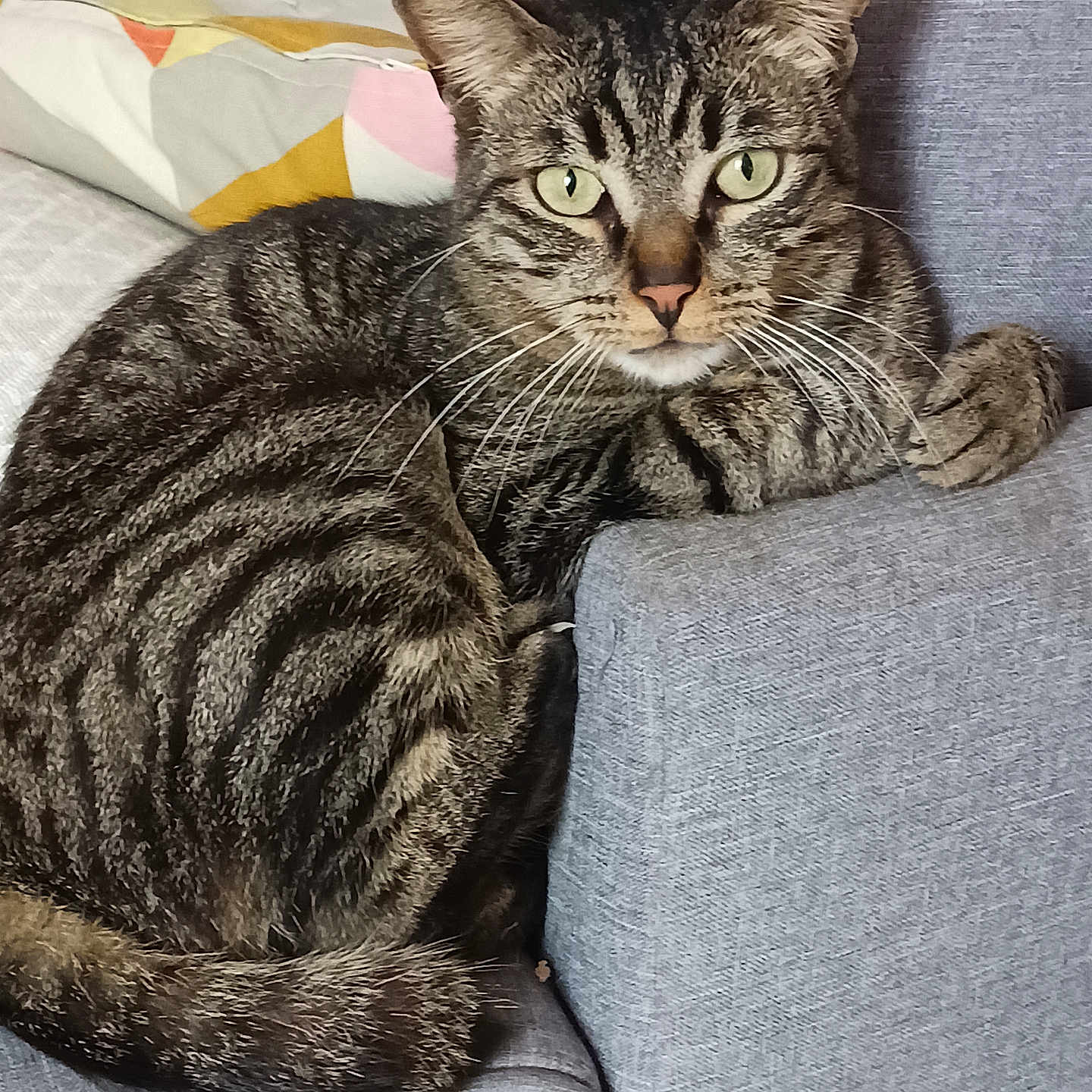 Pléiade a rejoint le concours — aidez-le/la à gagner de superbes lots ! abyssinian, animal, architecture, armchair, building, cat, chair, couch, cushion, egyptiancat, furniture, homedecor, indoors, kitten, livingroom, manx, person, pet, room, sleeping