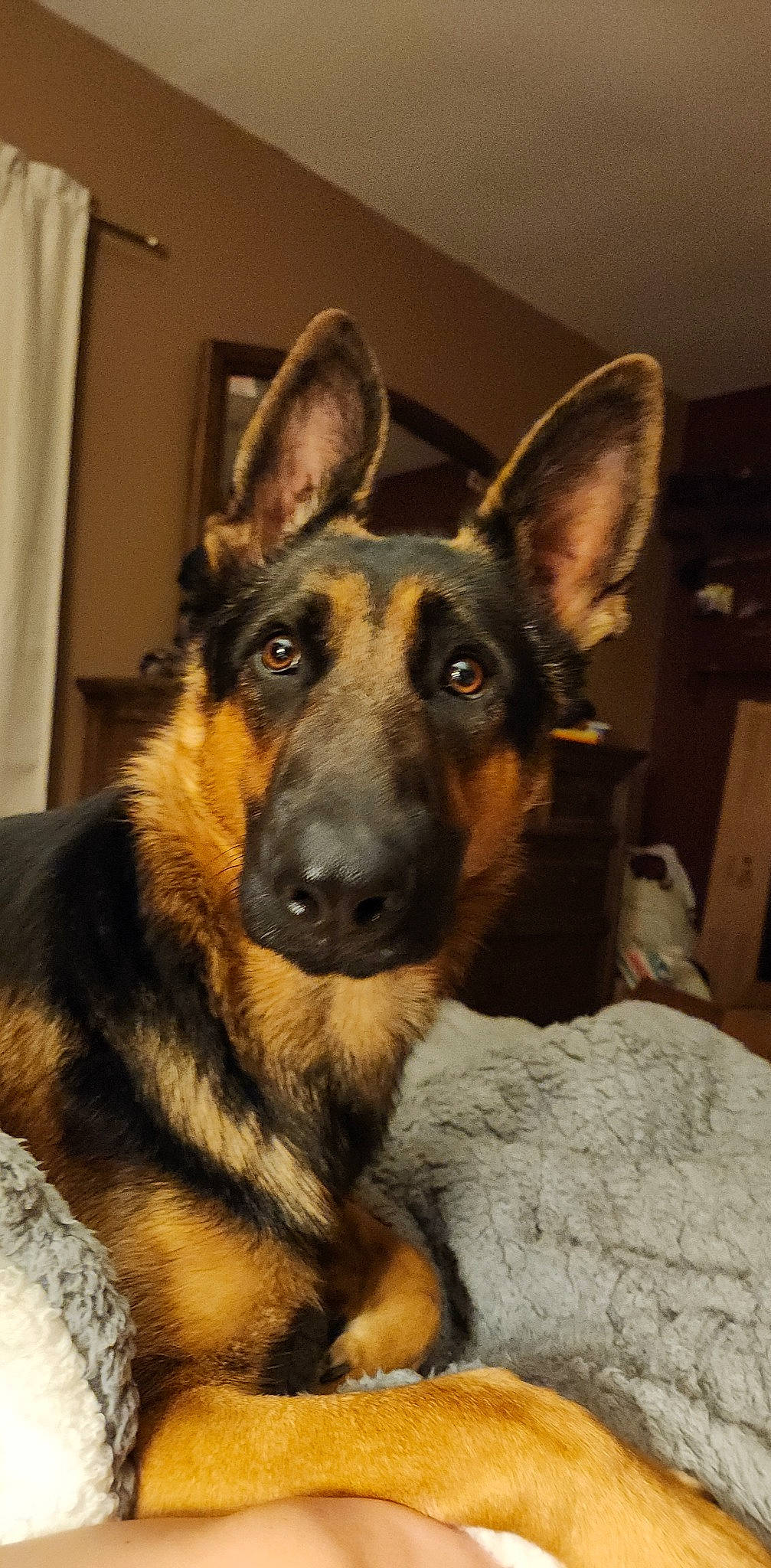 Kimber is registered to the contest to win money with this photo: canidae, carnivore, companion_dog, curtain, dog, dog_breed, ear, east_european_shepherd, fur, german_shepherd_dog, guard_dog, herding_dog, king_shepherd, old_german_shepherd_dog, snout, sporting_group, whiskers, working_dog