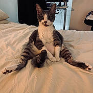 Grady joined the competition — help win amazing prizes! bed, cat, chair, cozy_room, cute, desk, domestic_animal, feline, funny_pose, fur, gray_and_white, indoor, looking_at_camera, pet, relaxed, sitting, spread_legs, tongue_out, whiskers, window_blinds