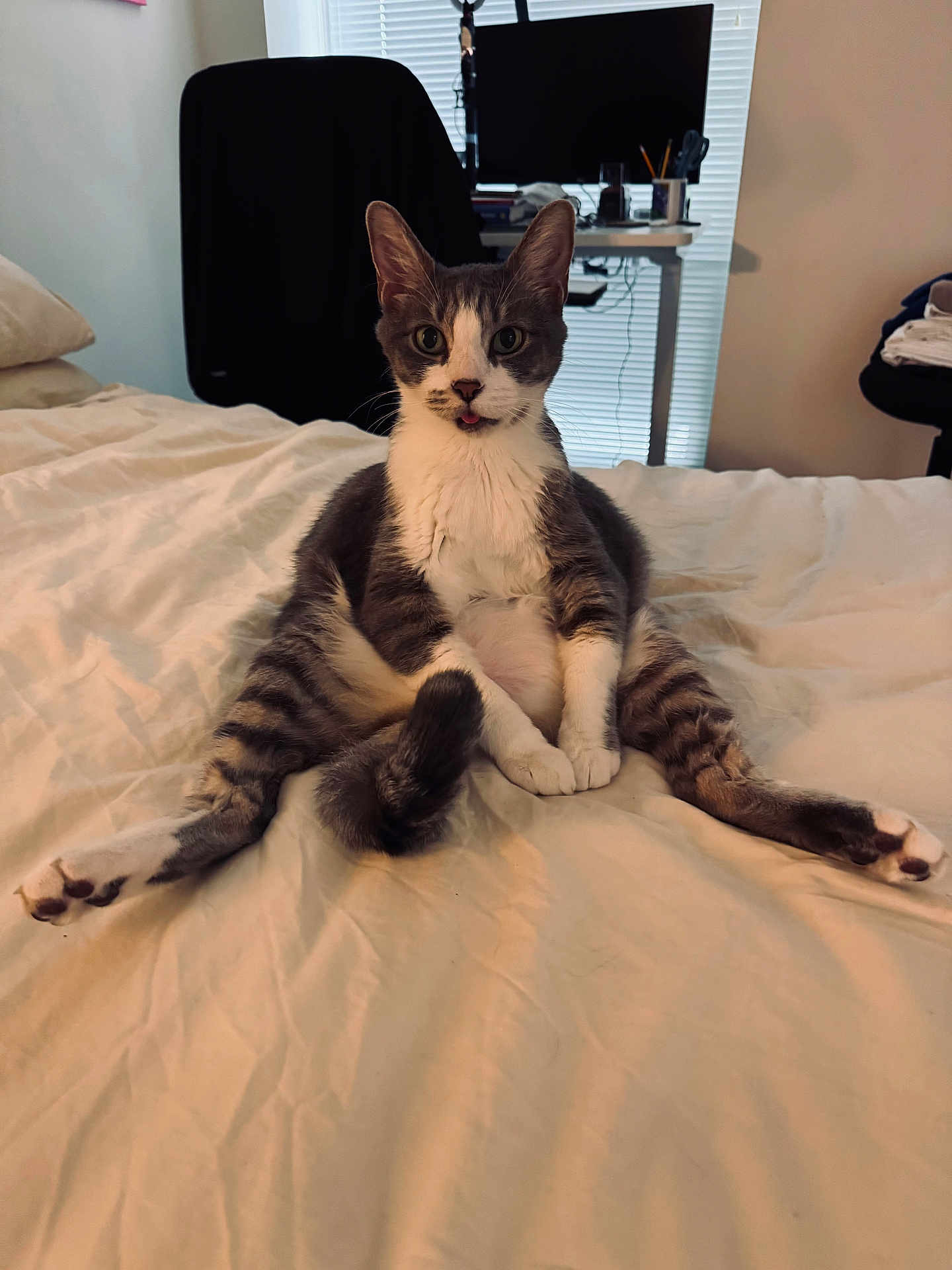 Grady joined the competition — help win amazing prizes! bed, cat, chair, cozy_room, cute, desk, domestic_animal, feline, funny_pose, fur, gray_and_white, indoor, looking_at_camera, pet, relaxed, sitting, spread_legs, tongue_out, whiskers, window_blinds