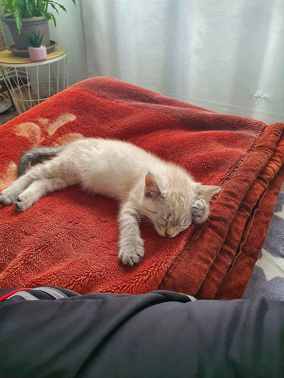 Michou a rejoint le concours — aidez-le/la à gagner de superbes lots ! bedding, carnivore, cat, comfort, companion_dog, domestic_short_haired_cat, fawn, felidae, flowerpot, fur, grey, houseplant, linens, plant, room, small_to_medium_sized_cats, tail, textile, whiskers, wood