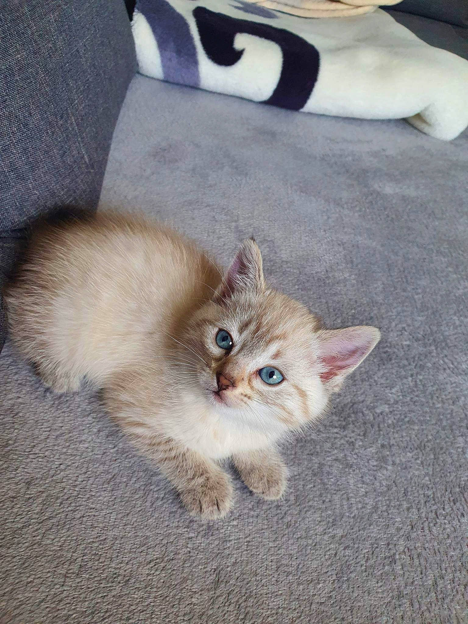 Michou participe au concours pour gagner de l'argent avec cette photo : carnivore, cat, claw, comfort, domestic_short_haired_cat, fawn, felidae, fur, paw, plant, small_to_medium_sized_cats, snout, tail, terrestrial_animal, whiskers, wood