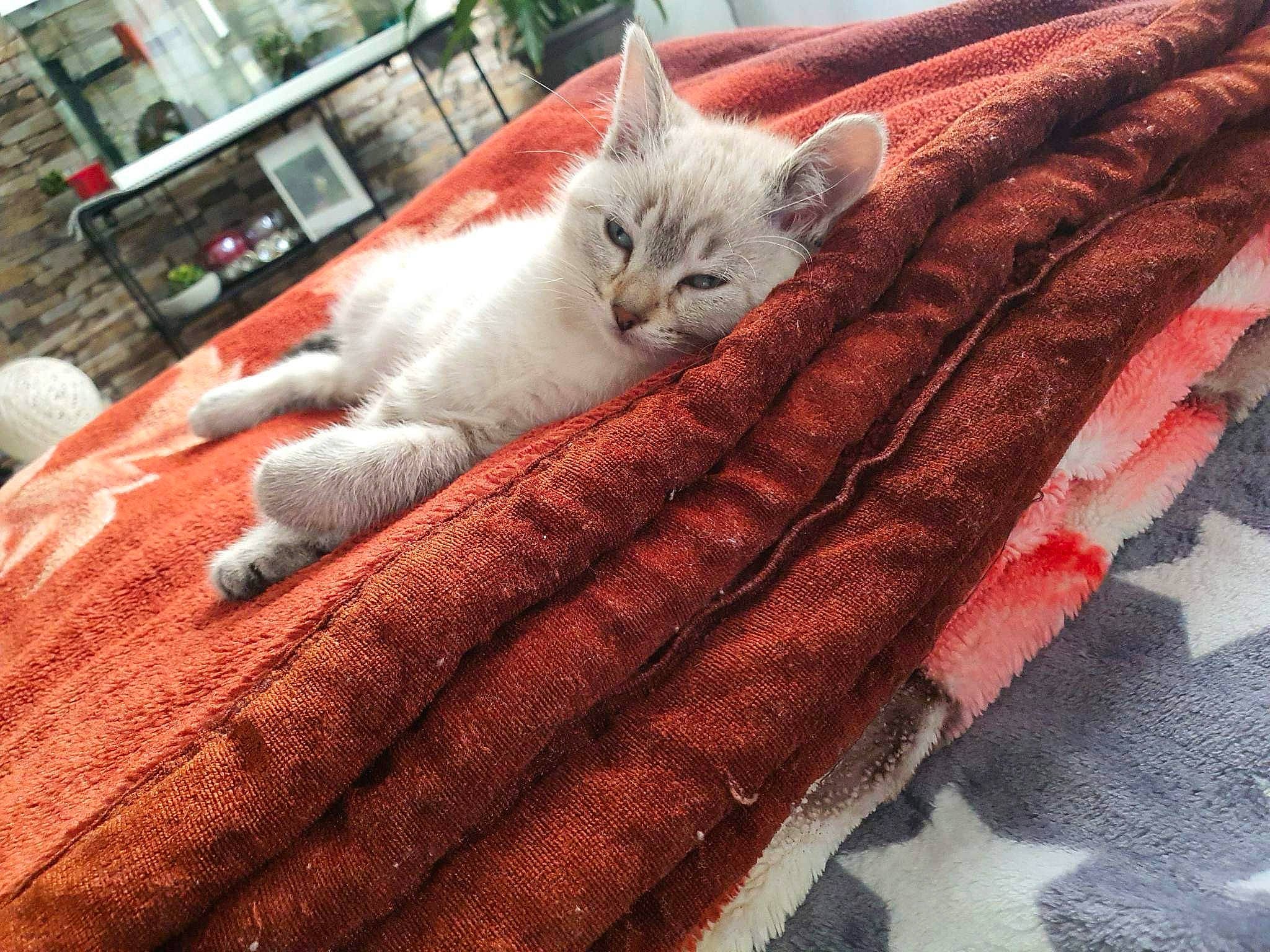 Michou a rejoint le concours — aidez-le/la à gagner de superbes lots ! bed_sheet, bedding, carnivore, cat, comfort, domestic_short_haired_cat, fawn, felidae, fur, linens, pattern, paw, room, small_to_medium_sized_cats, tail, textile, thread, whiskers, wood, woven_fabric