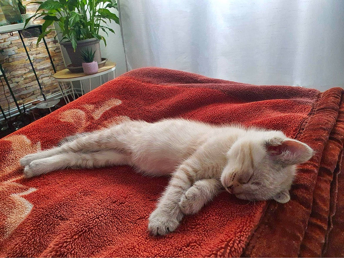 Michou a rejoint le concours — aidez-le/la à gagner de superbes lots ! carnivore, cat, comfort, couch, domestic_short_haired_cat, fawn, felidae, flooring, flowerpot, fur, houseplant, linens, paw, plant, small_to_medium_sized_cats, snout, tail, textile, whiskers, wood