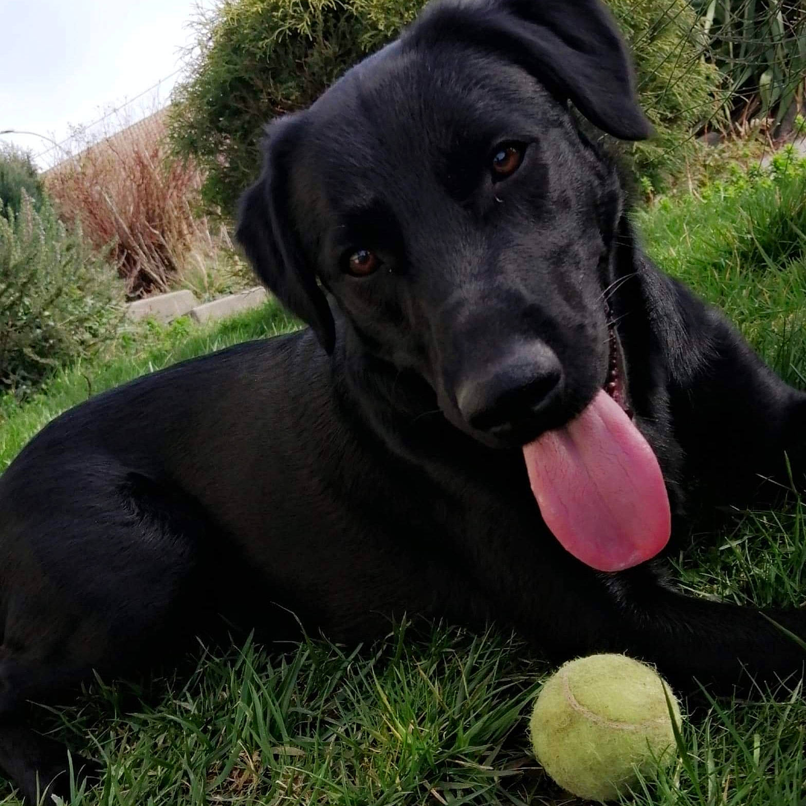 Pirate participe au concours pour gagner de l'argent avec cette photo : ball, borador, carnivore, collar, companion_dog, dog, dog_breed, dog_collar, dog_toy, grass, gun_dog, plant, retriever, sky, sporting_group, sports_equipment, sports_toy, tennis_ball, whiskers, working_animal