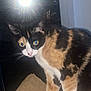 cat, calico_cat, animal, pet, indoor, window, flash, reflection, mat, fur, whiskers, yellow_eyes, curious, standing, close_up, domestic_cat, feline, night, texture, home