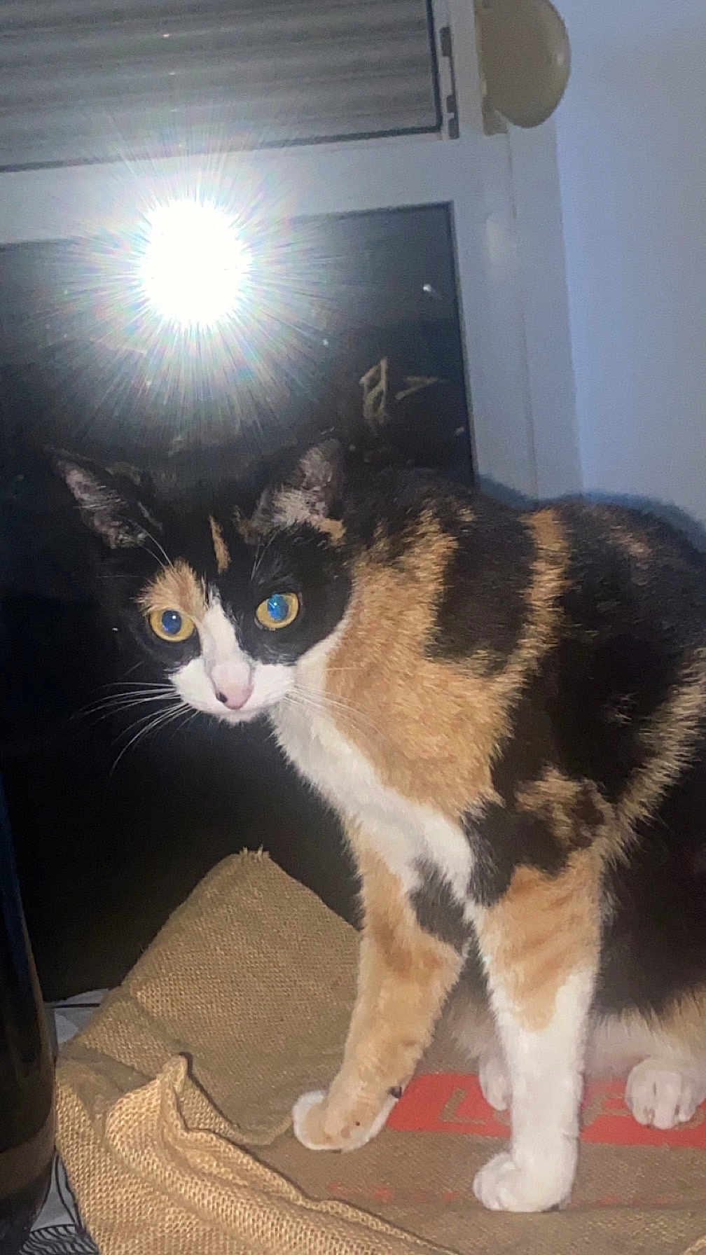 Lily a rejoint le concours — aidez-le/la à gagner de superbes lots ! cat, calico_cat, animal, pet, indoor, window, flash, reflection, mat, fur, whiskers, yellow_eyes, curious, standing, close_up, domestic_cat, feline, night, texture, home