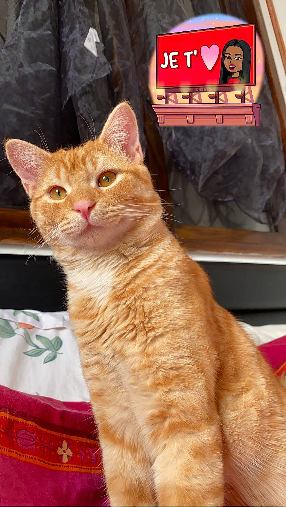 Nougat Et Kyubi participe au concours pour gagner de l'argent avec cette photo : carnivore, cat, cat_supply, claw, collar, domestic_short_haired_cat, fawn, felidae, fur, paw, photo_caption, small_to_medium_sized_cats, tail, whiskers, wildlife, wood