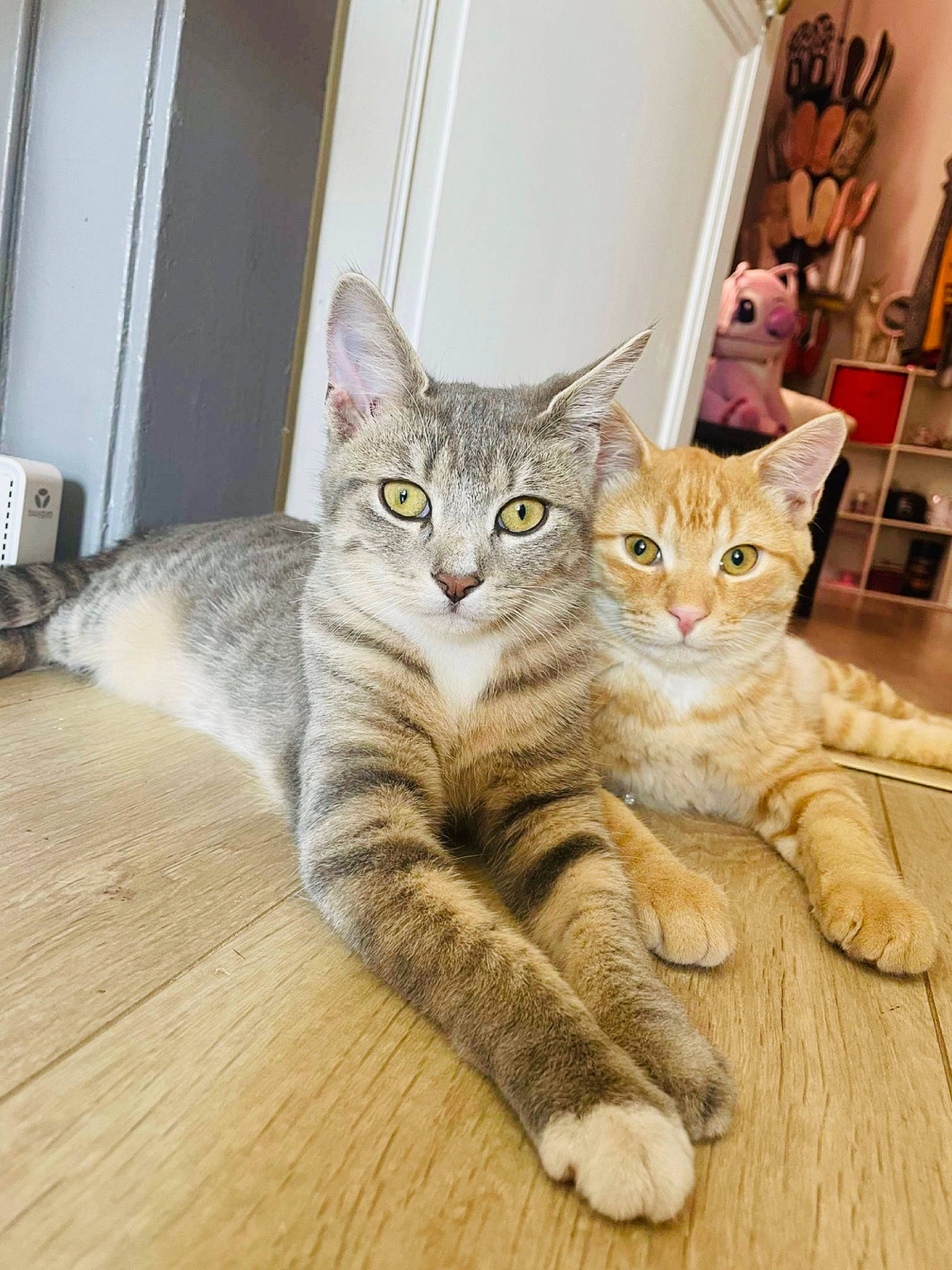 Nougat Et Kyubi a rejoint le concours — aidez-le/la à gagner de superbes lots ! carnivore, cat, comfort, domestic_short_haired_cat, door, fawn, felidae, floor, flooring, foot, fur, grey, hardwood, paw, small_to_medium_sized_cats, snout, tail, whiskers, wood, wood_flooring