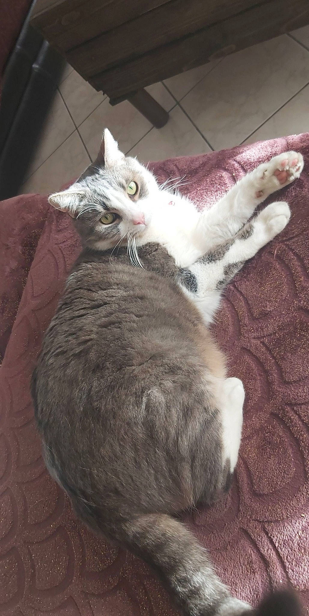 Panpan a rejoint le concours — aidez-le/la à gagner de superbes lots ! carnivore, cat, comfort, felidae, fur, paw, small_to_medium_sized_cats, tail, terrestrial_animal, vertebrate, whiskers