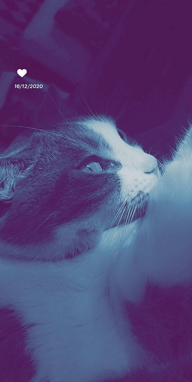 Panpan a rejoint le concours — aidez-le/la à gagner de superbes lots ! carnivore, cat, felidae, fur, small_to_medium_sized_cats, snout, terrestrial_animal, vertebrate, whiskers